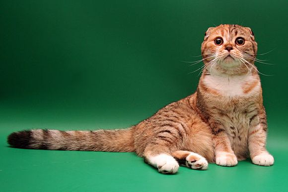 Le scottish,fold est originaire d\u0027écosse, il est issu d\u0027une mutation caractérisée par la forme de ses oreilles qui ont la particularité d\u0027être repliées vers